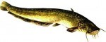 Sumec veľký / Silurus glanis  